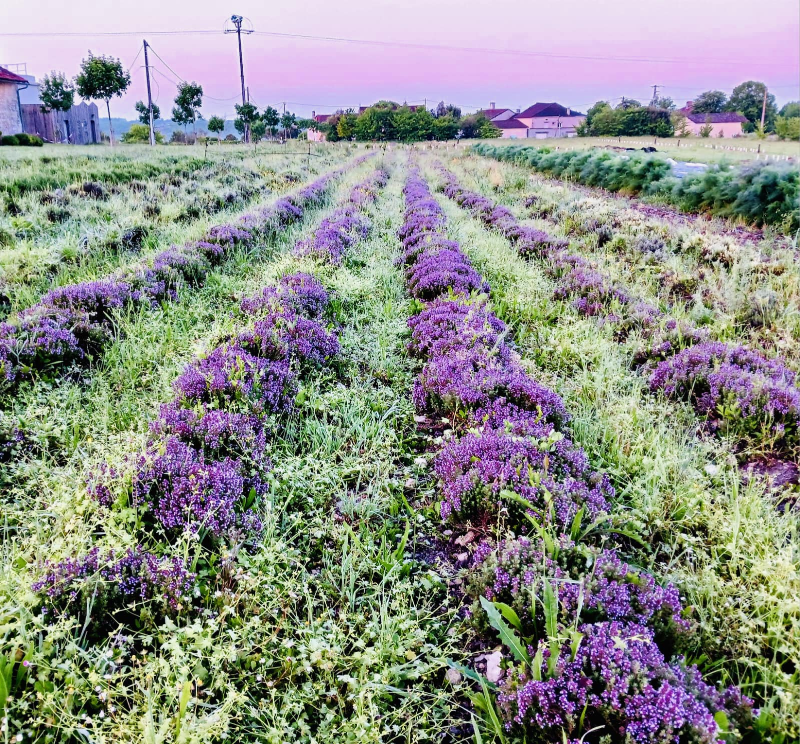 Les Halles de la Meyfrenie